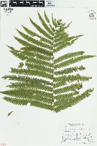 Matteuccia struthiopteris image