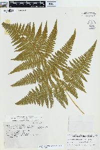 Hypolepis punctata image