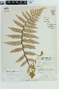 Polystichum vestitum image