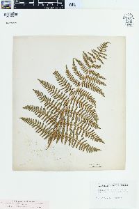 Pteridium aquilinum var. decompositum image