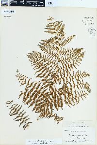 Pteridium aquilinum var. decompositum image