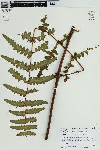 Histiopteris incisa image