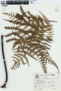Histiopteris incisa image