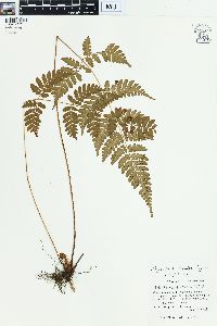 Dryopteris subexaltata image