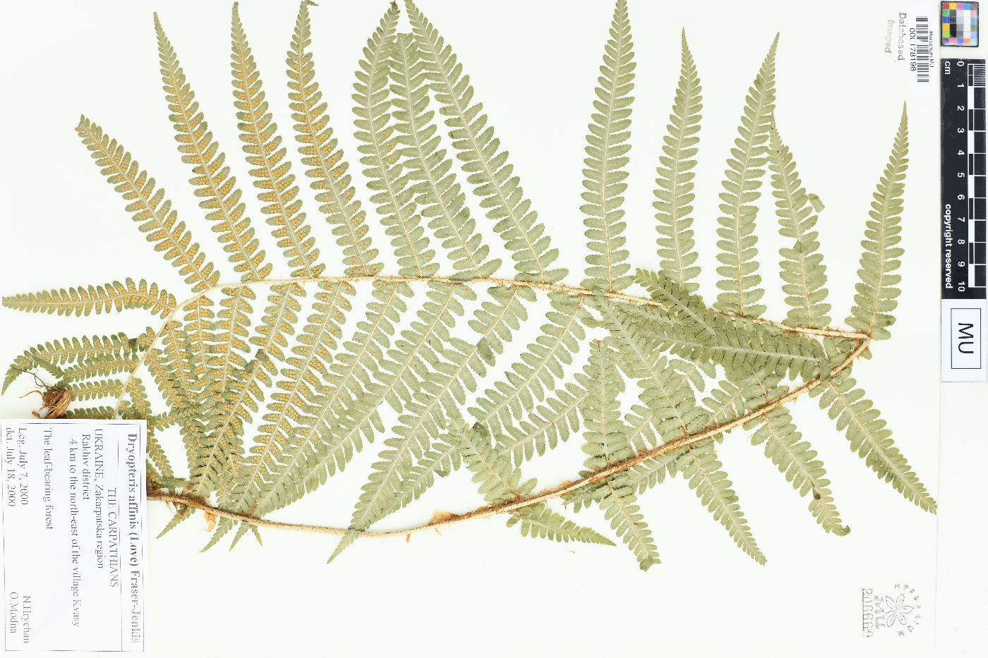 Dryopteris affinis image