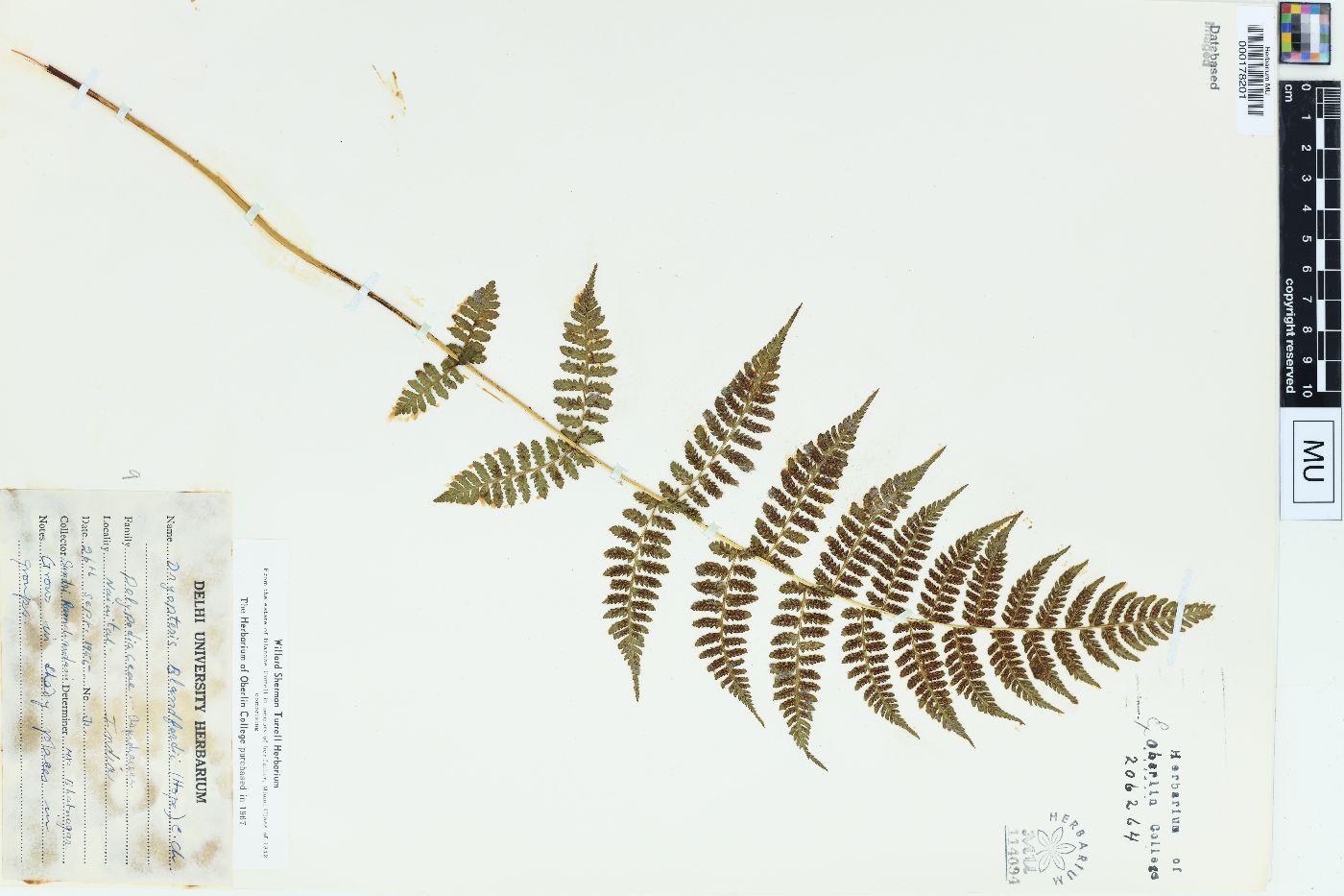 Dryopteris blanfordii image