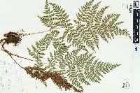 Dryopteris expansa image