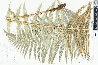 Dryopteris filix-mas image