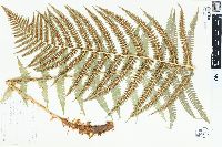 Dryopteris filix-mas image