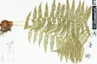 Dryopteris filix-mas image