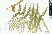 Dryopteris filix-mas image