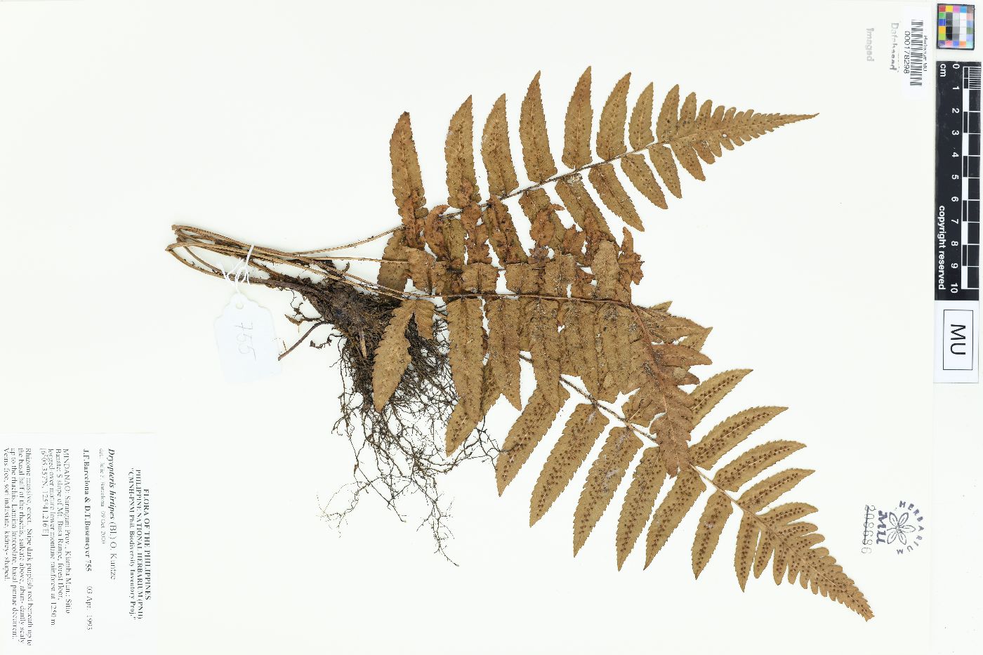 Dryopteris hirtipes image