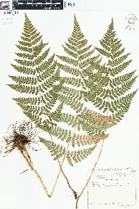 Dryopteris remota image