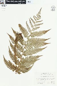 Dryopteris lacera image