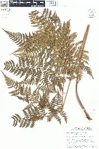 Dryopteris sparsa image