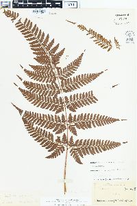 Dryopteris sparsa image