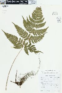 Dryopteris sparsa image