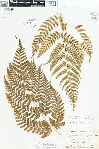 Dryopteris sparsa image