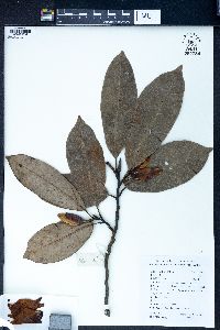 Michelia maudiae image