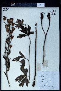 Aconitum carmichaelii image