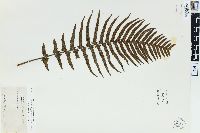 Blechnum kunthianum image