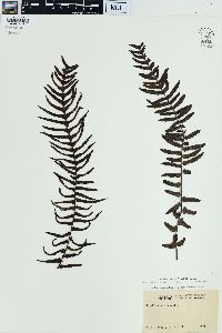 Blechnum kunthianum image