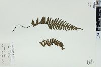 Blechnum kunthianum image