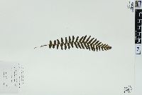 Blechnum kunthianum image