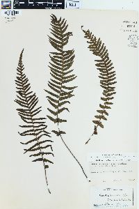 Blechnum kunthianum image