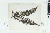 Blechnum kunthianum image