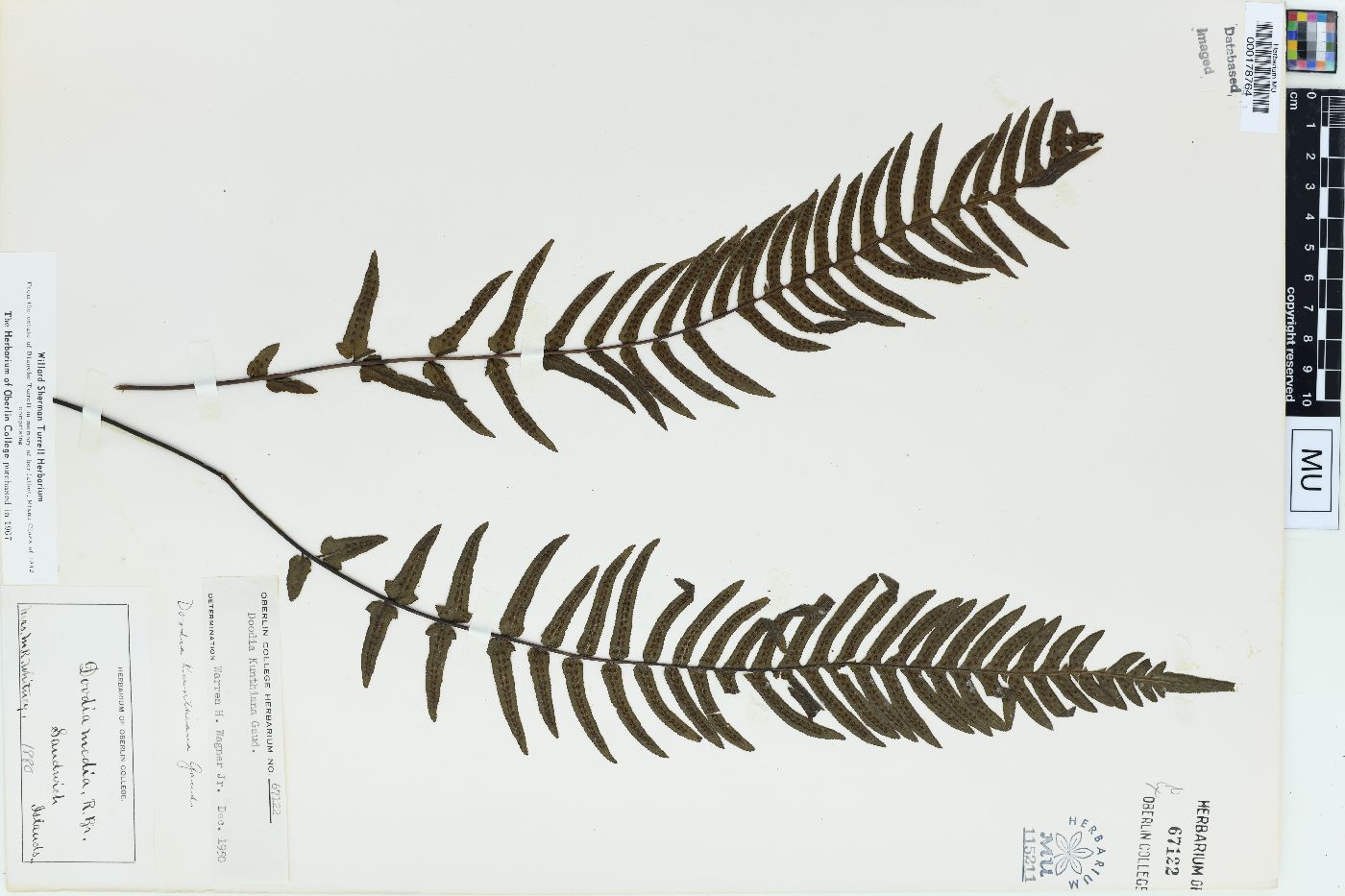 Blechnum kunthianum image