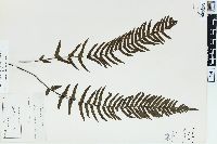 Blechnum kunthianum image