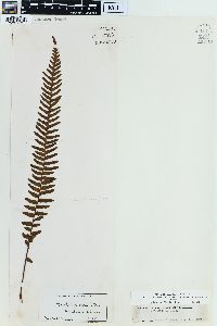 Blechnum kunthianum image