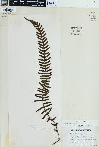 Blechnum kunthianum image