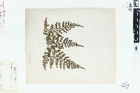 Dryopteris acutidens image