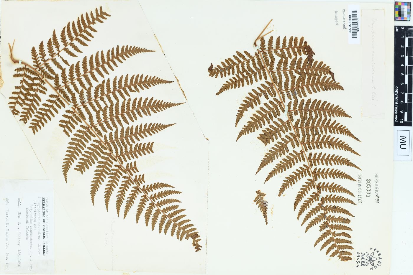 Dryopteris acutidens image