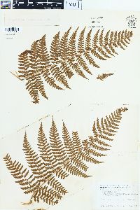 Image of Dryopteris acutidens