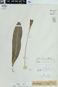 Elaphoglossum conforme image