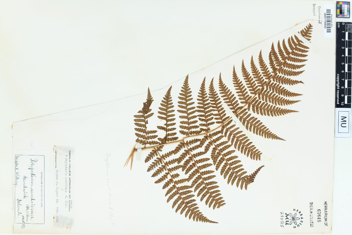 Dryopteris acutidens image