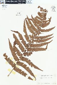 Dryopteris paleacea image