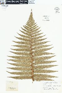 Dryopteris paleacea image
