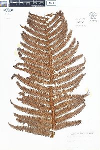 Dryopteris paleacea image