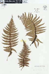 Dryopteris paleacea image