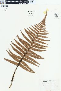 Dryopteris paleacea image