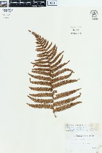 Dryopteris paleacea image