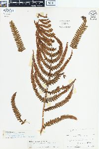 Dryopteris paleacea image