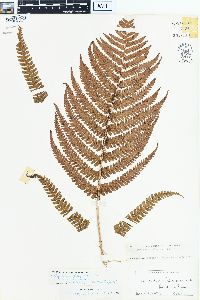 Dryopteris paleacea image