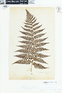 Dryopteris unidentata image
