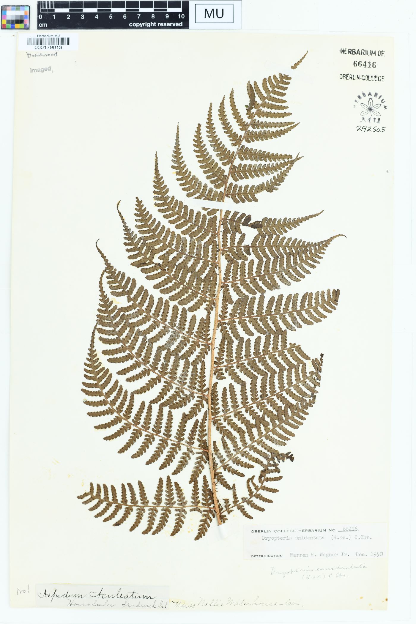 Dryopteris unidentata image