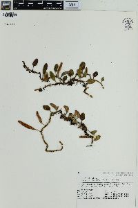 Pyrrosia serpens image